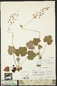 Heuchera pubescens image