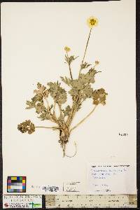 Ranunculus bulbosus image