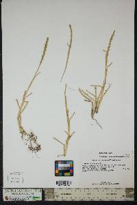 Stenotaphrum secundatum image