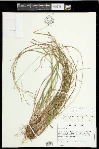 Carex impressinervia image