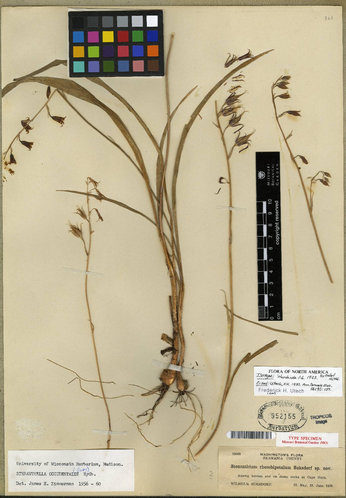 Stenanthella occidentalis image