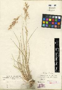 Calamagrostis howellii image