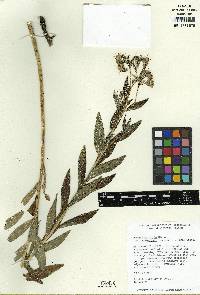 Lithospermum subsetosum image