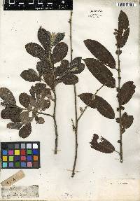 Salix laggeri image