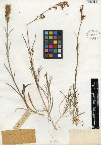 Silene graminifolia image