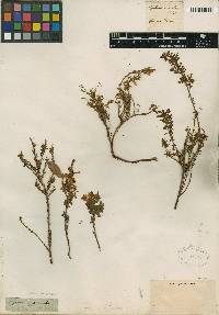 Cytisus procumbens image