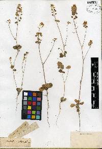 Biscutella raphanifolia image