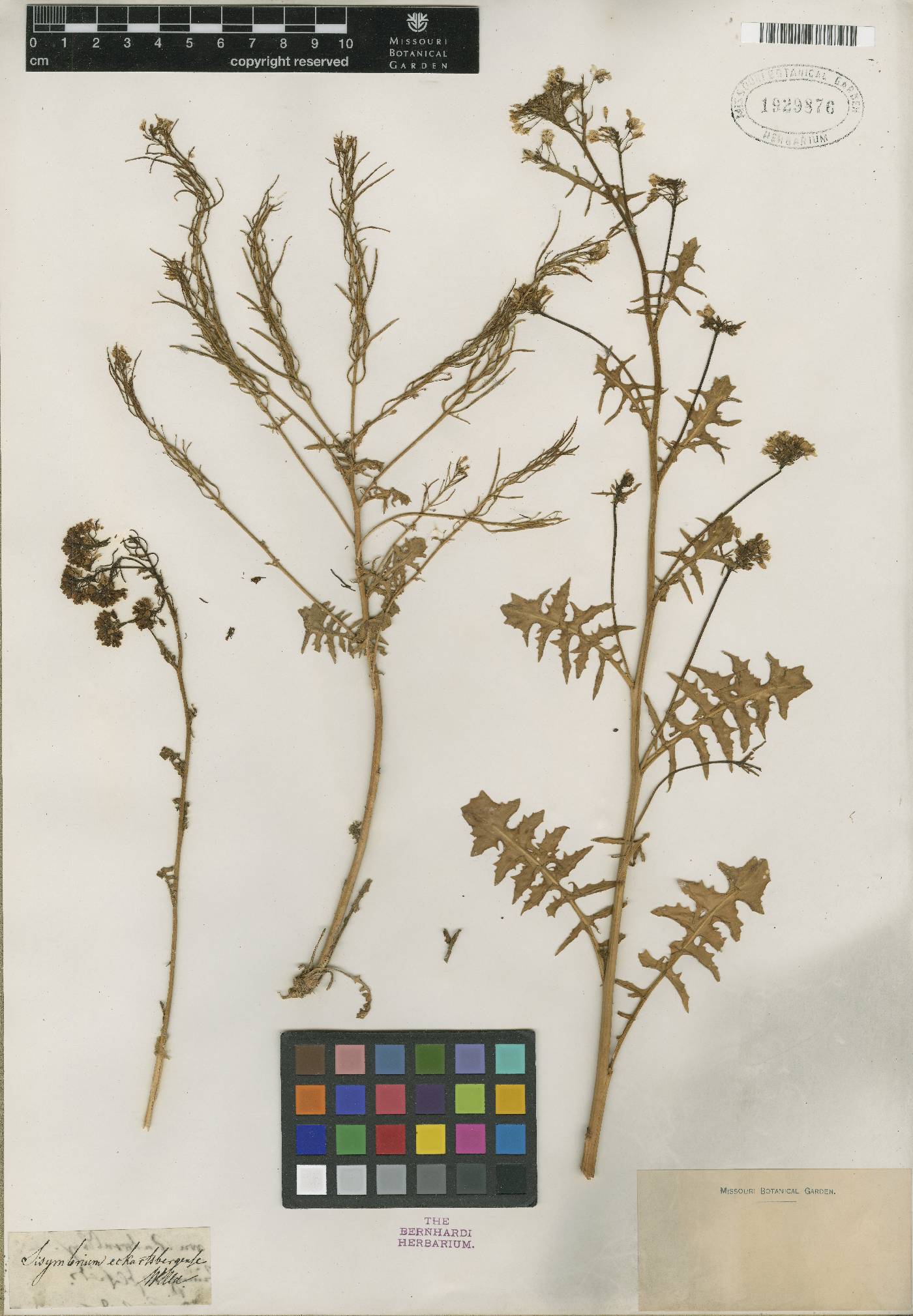 Sisymbrium austriacum subsp. austriacum image