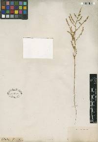 Media resource of Nitrosalsola nitraria
