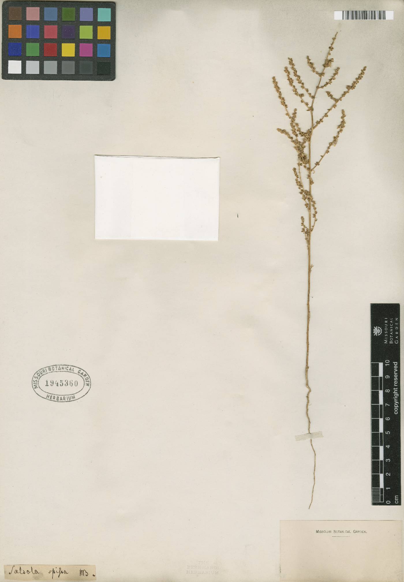 Nitrosalsola nitraria image