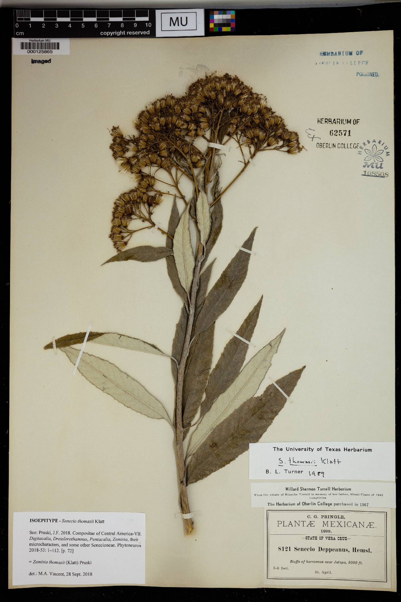 Senecio thomasii image