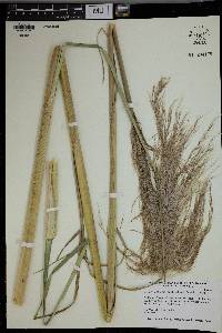 Cortaderia selloana image