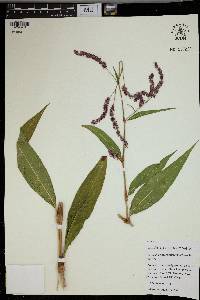 Image of Persicaria extremiorientalis
