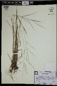 Digitaria filiformis image