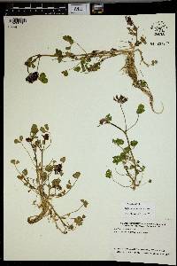 Trifolium wormskioldii image