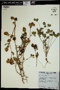 Trifolium pallidum image