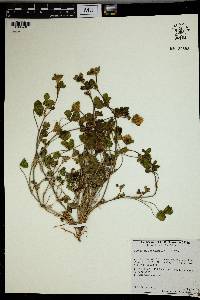 Trifolium pallidum image