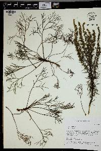 Artemisia campestris image