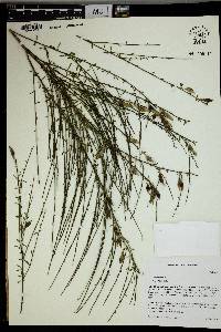 Cytisus scoparius image