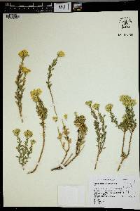 Ericameria cuneata var. spathulata image