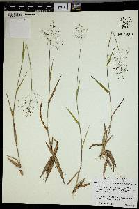 Dichanthelium commonsianum image