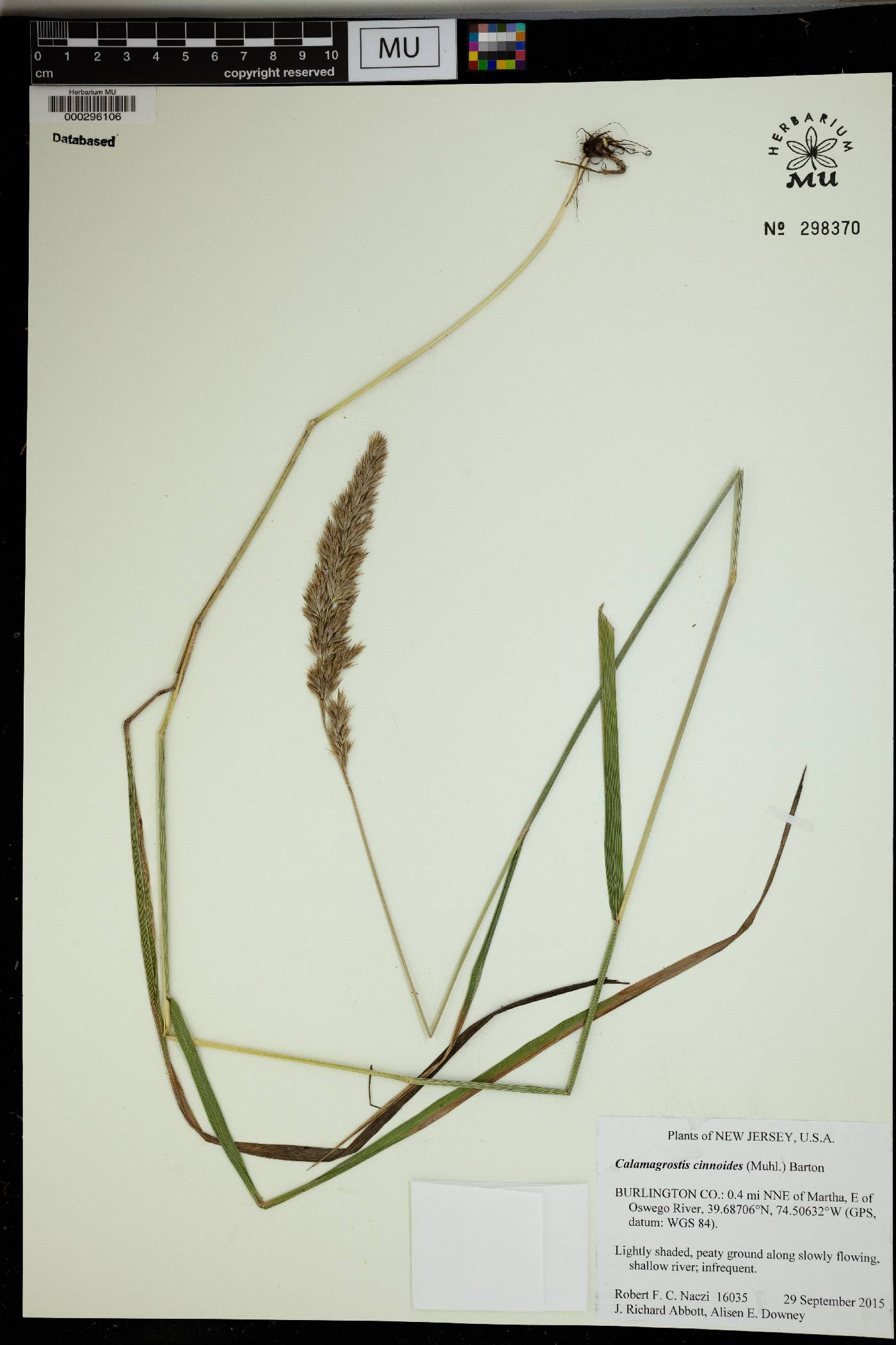 Calamagrostis cinnoides image