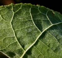 Abutilon theophrasti image