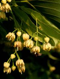 Image of Tilia americana