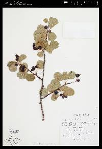 Amelanchier alnifolia image