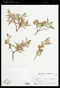 Salix lemmonii image