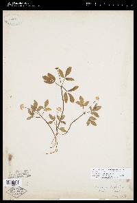 Panax trifolium image