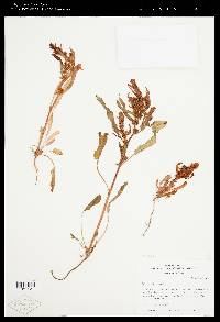 Rumex fueginus image