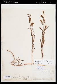 Penstemon laetus image