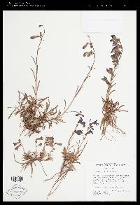 Penstemon parvus image