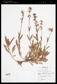 Penstemon procerus image