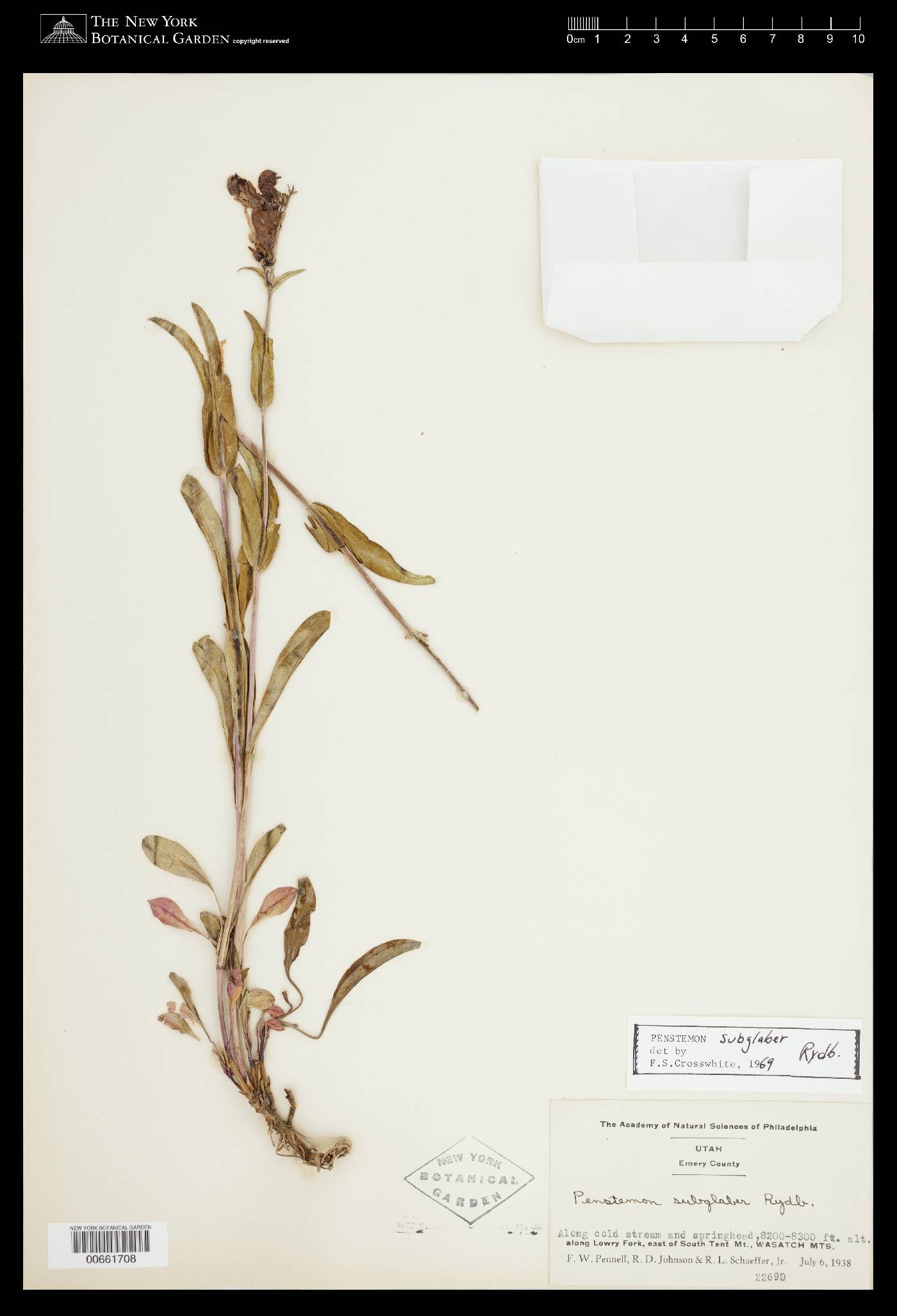 Penstemon subglaber image