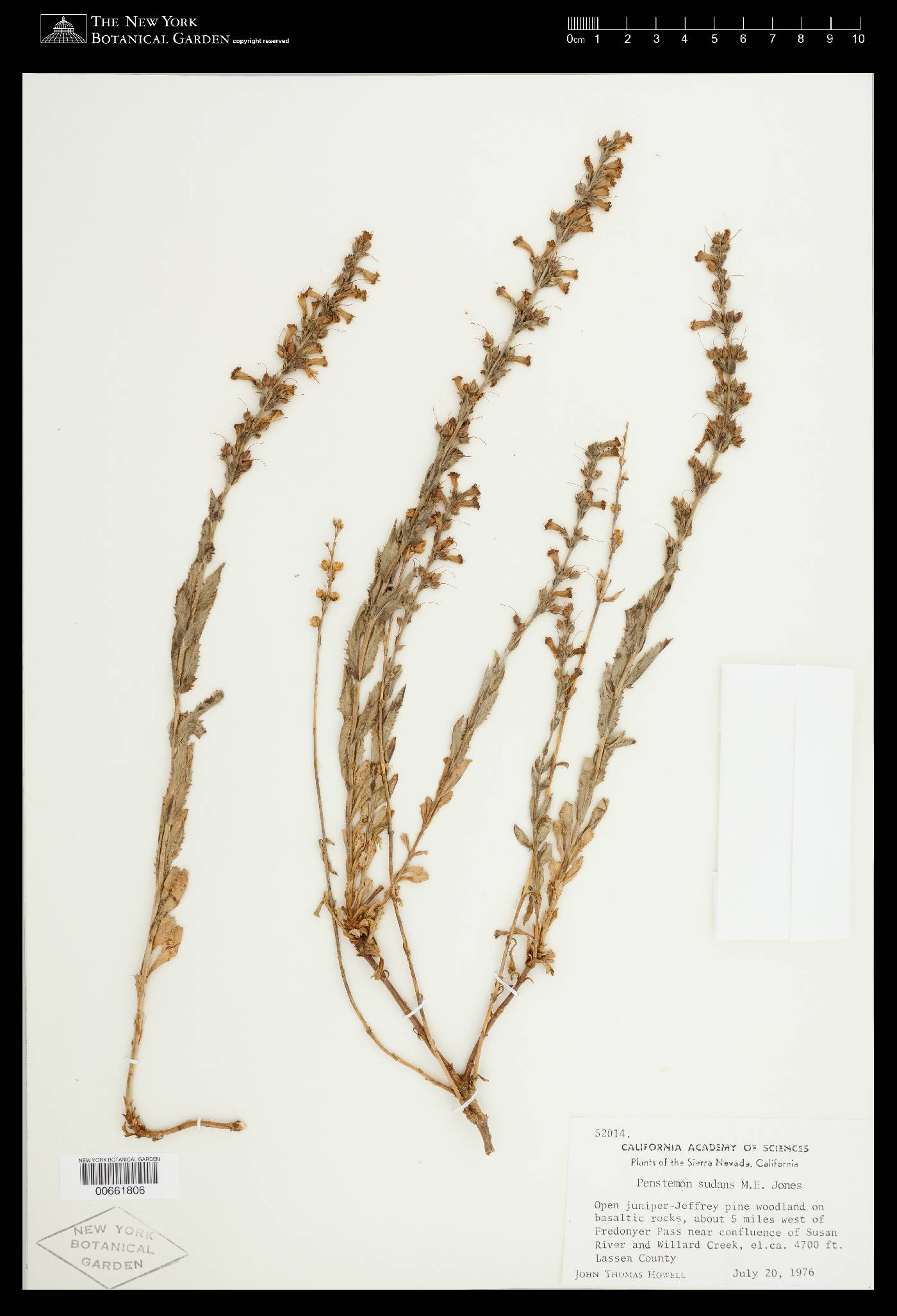 Penstemon sudans image