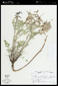 Astragalus malacus image