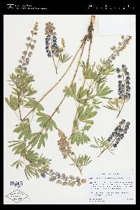 Lupinus argenteus subsp. rubricaulis image