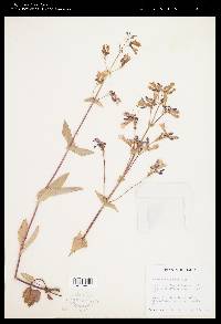 Penstemon wilcoxii image