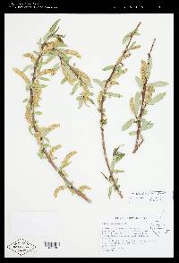 Salix laevigata image