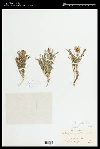 Astragalus agrestis image