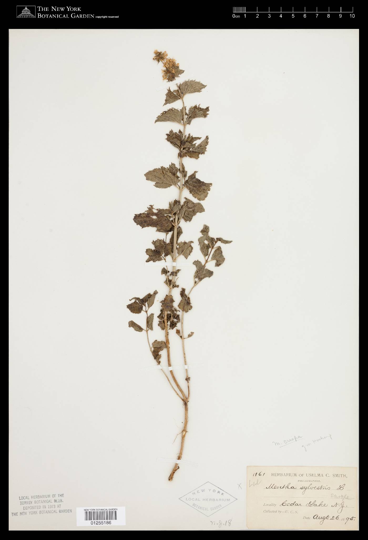 Mentha aquatica image