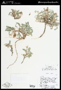 Astragalus missouriensis image