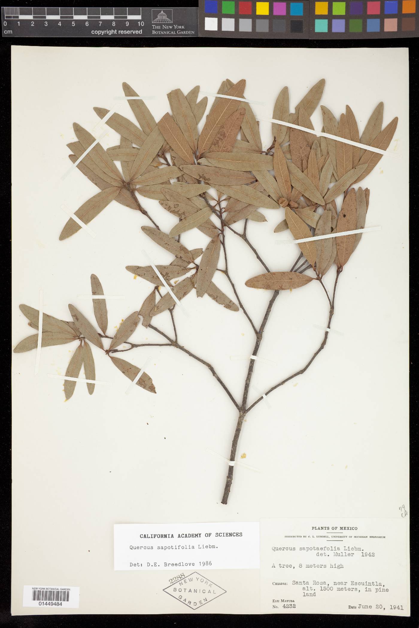 Quercus sapotifolia image