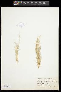 Aristida adscensionis image