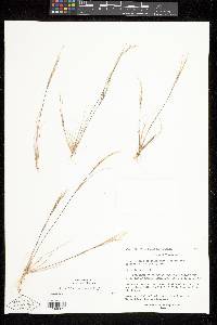 Aristida basiramea image