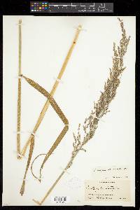 Arctagrostis latifolia subsp. arundinacea image