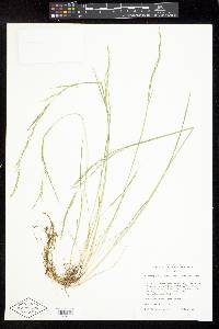 Deschampsia elongata image