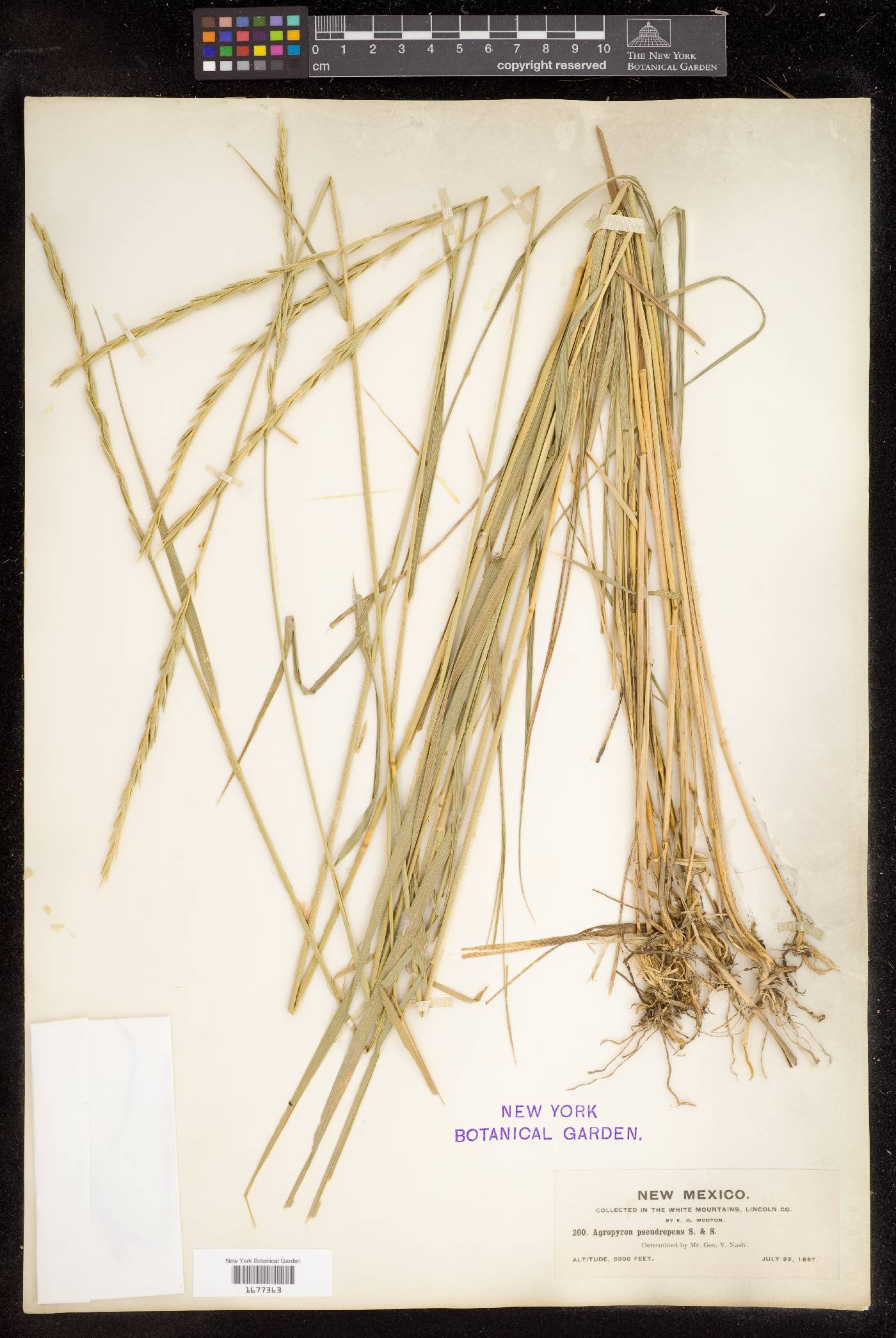 Elymus x pseudorepens image